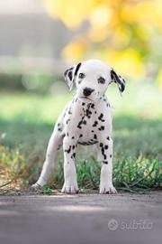 Cuccioli dalmata