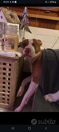 amstaff 
