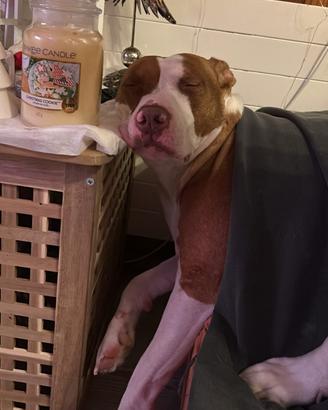 amstaff 