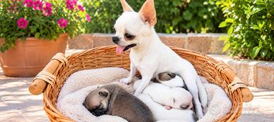 Chihuahua toy