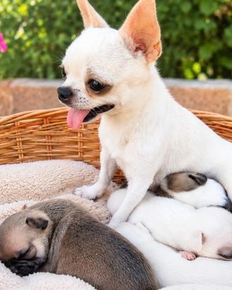 Chihuahua toy