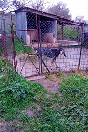 Petit bleu de gascogne