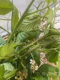 Insetto stecco due specie