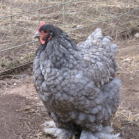 Cocincina gigante femmina