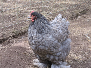 Cocincina gigante femmina