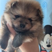 Cuccioli di Pomerania con pedigree enci