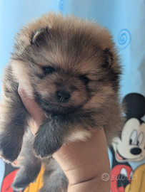 Cuccioli di Pomerania con pedigree enci