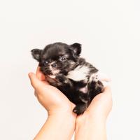 Cucciolo chihuahua pelo lungo