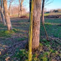 canne di bambù/ bamboo