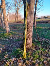 canne di bambù/ bamboo