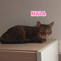 Simba Nala Sole e Liam gattini da 1 a 5 anni