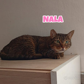 Simba Nala Sole e Liam gattini da 1 a 5 anni