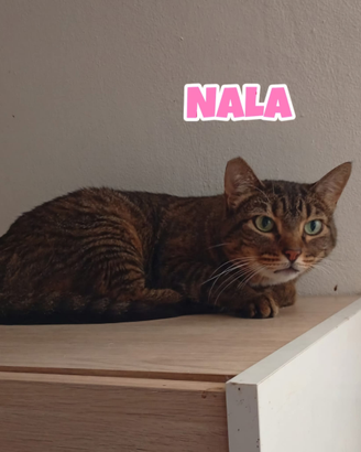 Simba Nala Sole e Liam gattini da 1 a 5 anni