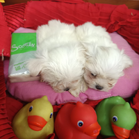 Taglia Piccolissima Cuccioli Maltesini