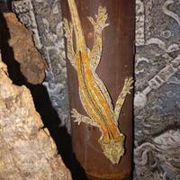 Geco Auricolatus