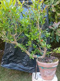 Pre bonsai