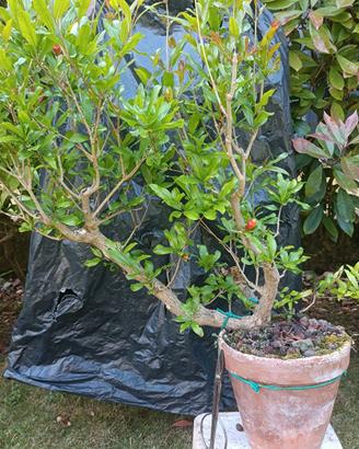 Pre bonsai