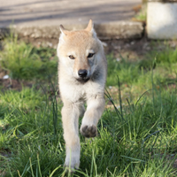 Cuccioli di cane lupo cecoslovacco