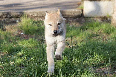 Cuccioli di cane lupo cecoslovacco