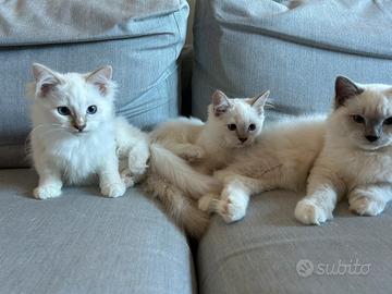 Cuccioli Ragdoll