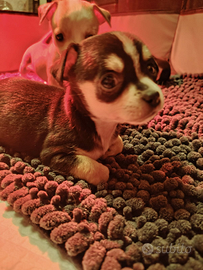 Cucciolo maschio di Chihuahua