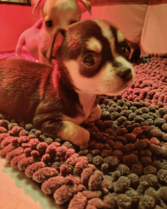 Cucciolo maschio di Chihuahua