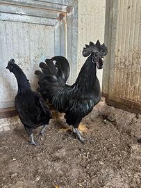 Ayam Cemani , amrock