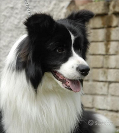 Cuccioli di Border Collie
