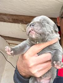 Cuccioli cane corso