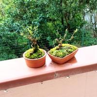 mini bonsai di gelsomino 