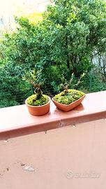 mini bonsai di gelsomino 