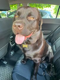 Labrador chocolate maschio