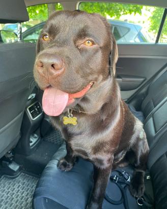Labrador chocolate maschio