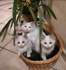 Cuccioli ragdoll