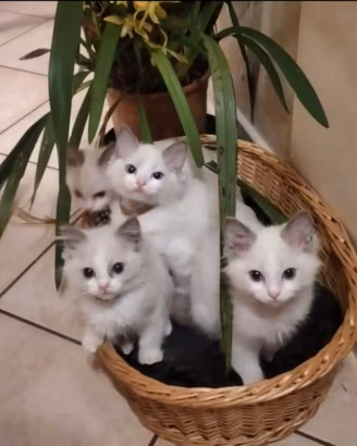 Cuccioli ragdoll