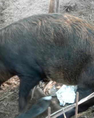 Scrofa