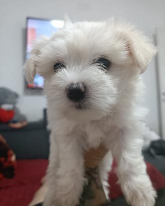 Maltese toy