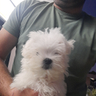 cucciola-maltese-toy-femmina-60-giorni-1-vaccino