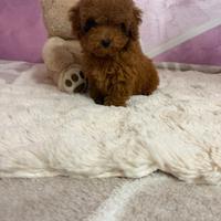 Barboncino (barbone) toy teacup Fulvo