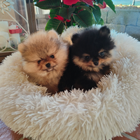 Volpino Pomerania Pedigree