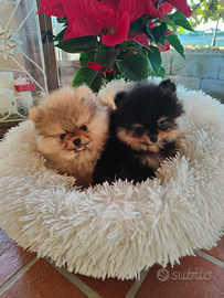 Volpino Pomerania Pedigree