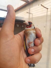 Cardellino