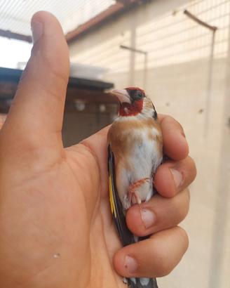 Cardellino
