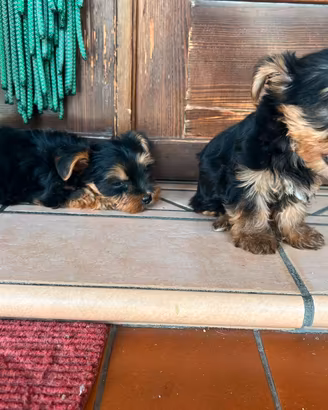 Yorkshire cuccioli
