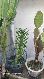 piante grasse