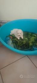 Spitz