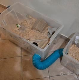 vasca e accessori per roditori e piccolo animali