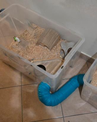 vasca e accessori per roditori e piccolo animali