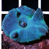 Discosomi Rossi blu verdi