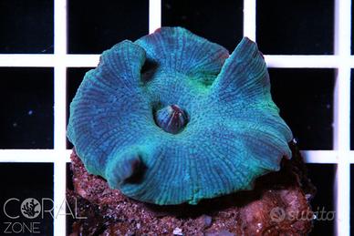 Discosomi Rossi blu verdi